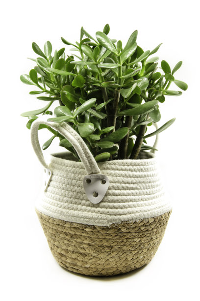 盆栽凤仙花或小猪草的家庭植物图片下载