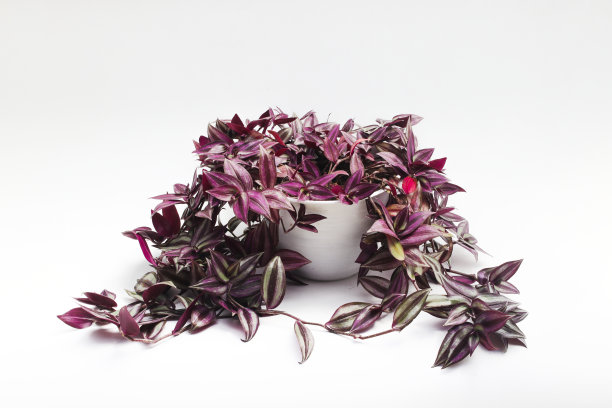 银寸植物(斑马鱼)也被称为在白色背景上孤立的白色花盆上的流浪犹太植物。装饰性室内植物图片。图片下载