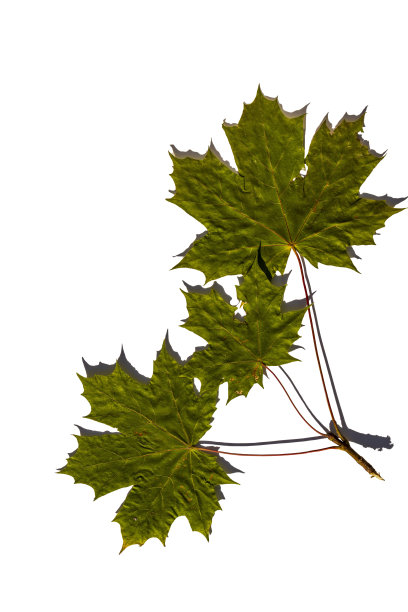 华丽的绿色枫叶孤立在白色背景的宏观视图。图片下载