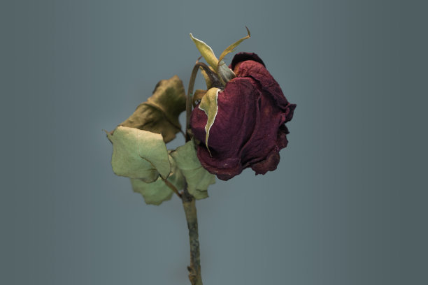 玫瑰在灰色的背景上枯萎了。图片下载