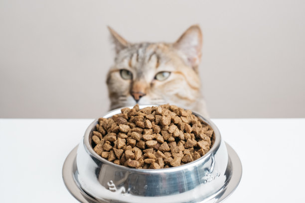 猫坐在装满干食物的碗前。图片下载