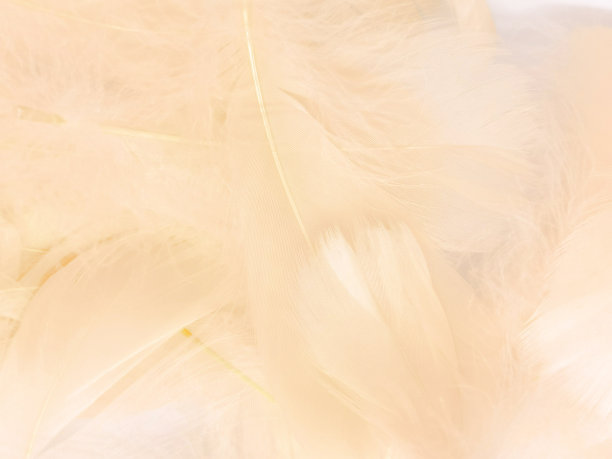 美丽抽象的白色和棕色羽毛白色背景和柔软的黄色羽毛纹理白色图案和黄色背景，羽毛背景，金色羽毛横幅，棕色纹理图片下载
