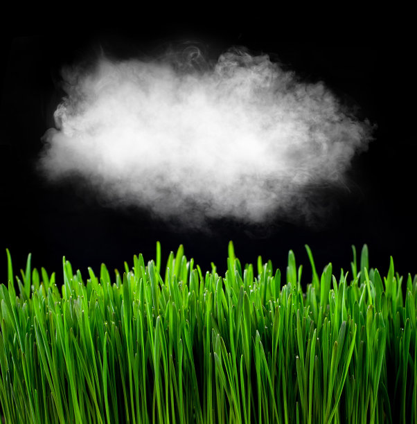 小麦微绿分离在黑色背景上。绿色茎的纹理紧密。一片白云在绿叶上飘过。图片下载