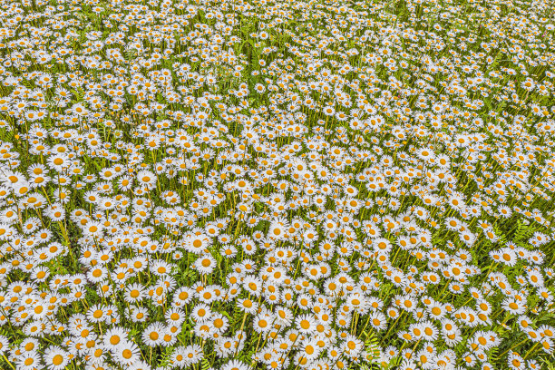 一个洋甘菊或牛眼雏菊草地的俯视图，雏菊，俯视图，背景纹理图片下载