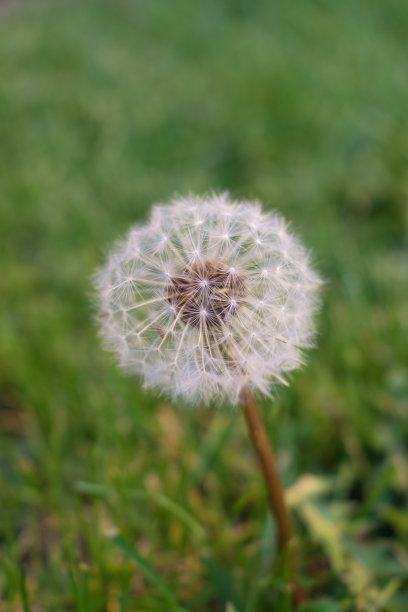 特写蒲公英在早晨与绿色的草为背景图片下载