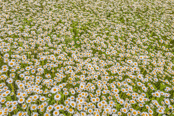 一个洋甘菊或牛眼雏菊草地的俯视图，雏菊，俯视图，背景纹理图片下载