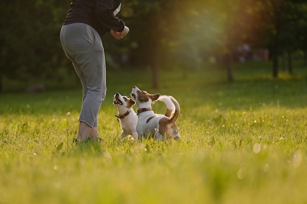喂狗的妇女图片下载