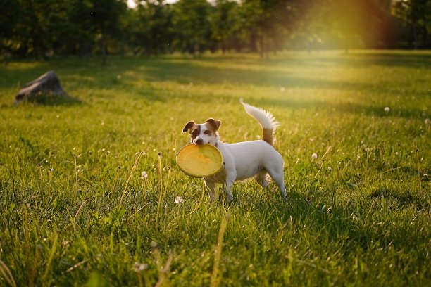狗在草地上奔跑图片下载