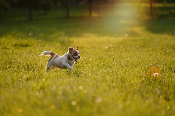 狗在草地上奔跑图片下载