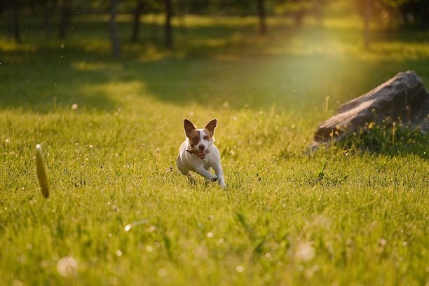 狗在草地上奔跑图片下载