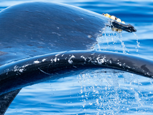 鲸鱼的尾巴特写图片下载