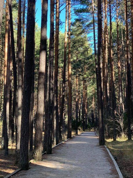 道路和松树图片下载