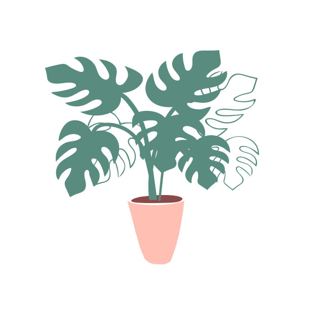 室内热带植物怪物盆栽插图图片下载