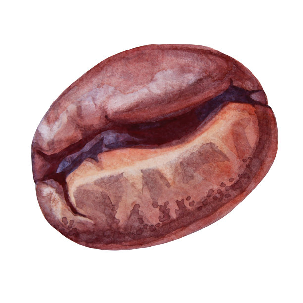 水彩棕色咖啡豆孤立在白色背景。含芳香咖啡因的热饮饮料。手绘剪辑艺术设计元素的菜单，贴纸，cezve，厨房，咖啡馆，自助餐厅图片下载