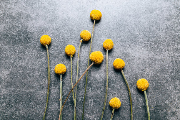 铁杉干花图片下载