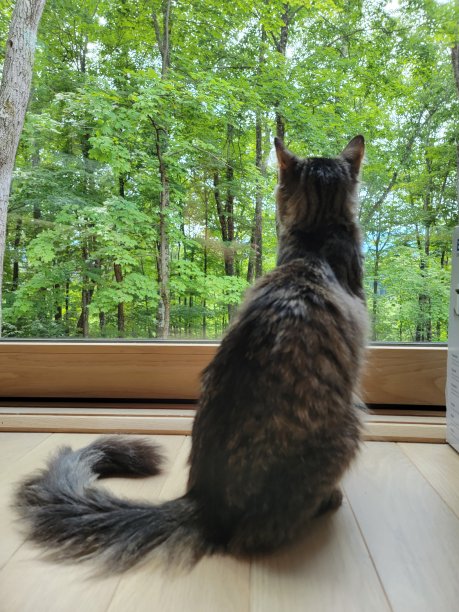 荒野之王图片下载