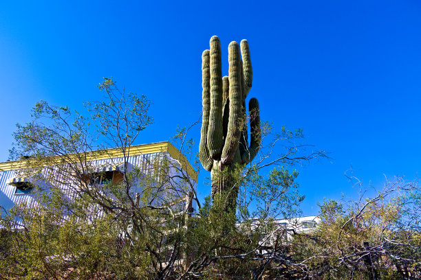 山上的仙人掌图片下载