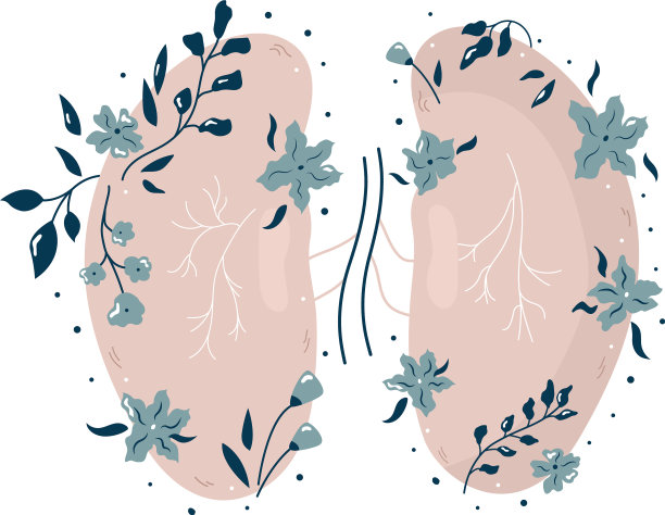 解剖肾与花不同图片下载