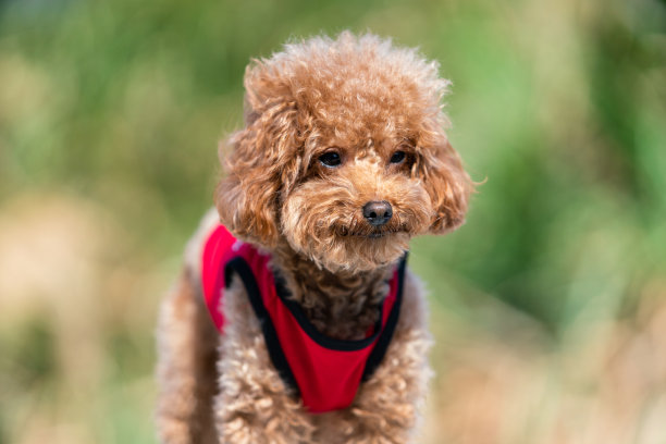 红贵宾犬图片下载