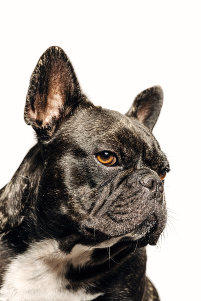 法国斗牛犬在白色背景上的肖像图片下载