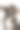 法国斗牛犬在抓饼干。图片下载