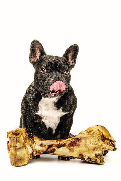 狗骨头很危险图片下载