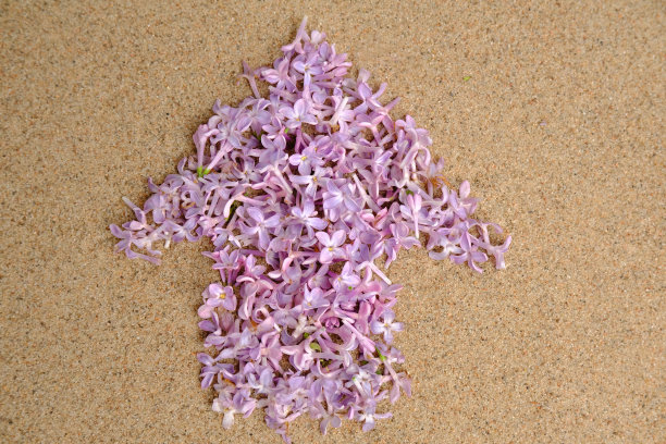 在沙滩上开着紫丁香花的房子。图片下载