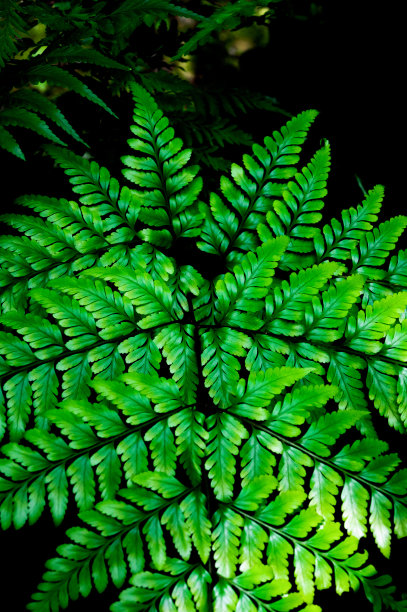 蕨类植物的叶子图片下载