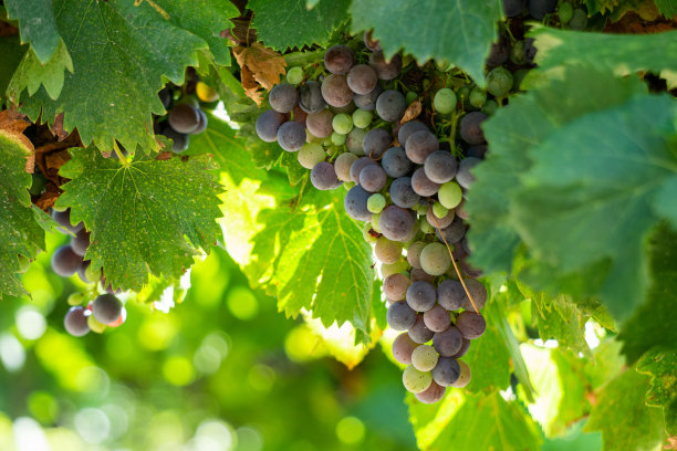 葡萄藤葡萄在香槟葡萄园在蒙太尼德兰斯图片下载