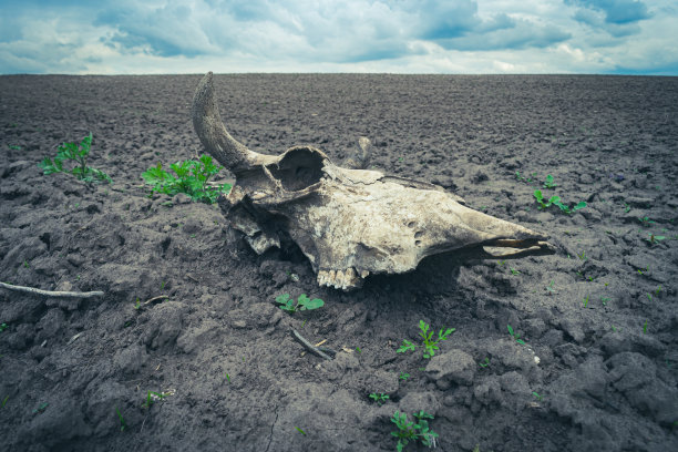 牧场上的牛头骨图片下载