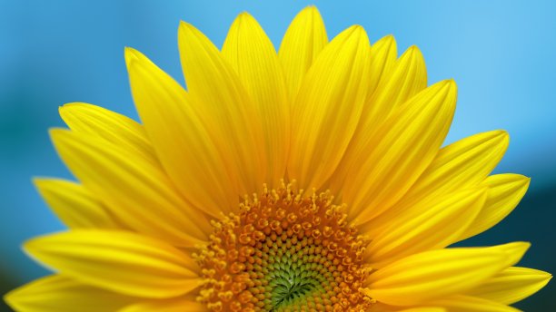 黄色向日葵背景的微距镜头图片下载