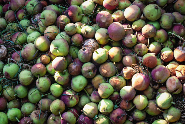 苹果在堆肥池中用作有机植物肥料图片下载