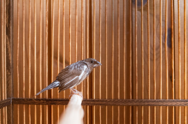 洗澡后，一只潮湿的凤头雀坐在栖木上。图片下载