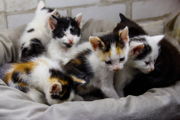 小猫们坐在猫床上图片下载