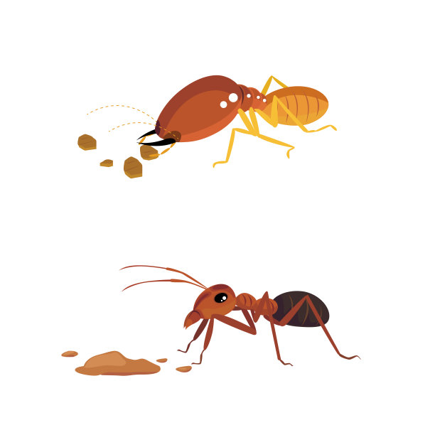 白蚁和蚂蚁图片下载