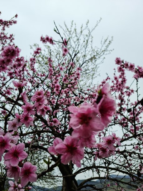粉红色的花朵图片下载