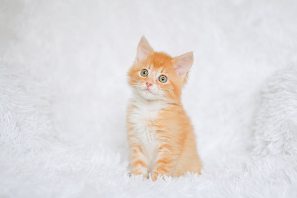 红色的虎斑小猫坐在毛茸茸的白色毯子上图片下载