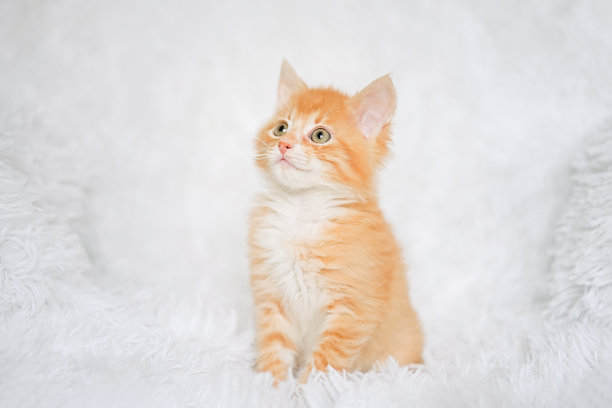 红色的虎斑小猫坐在毛茸茸的白色毯子上图片下载