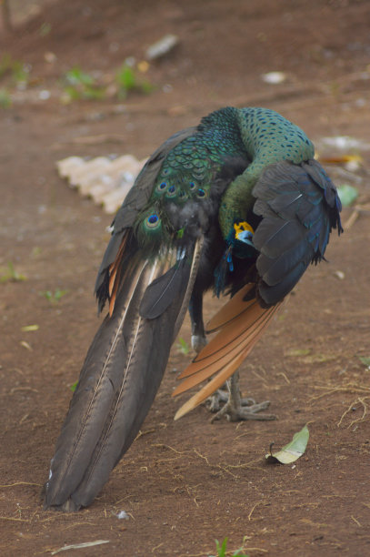 这张照片上，孔雀把头藏在翅膀后面图片下载