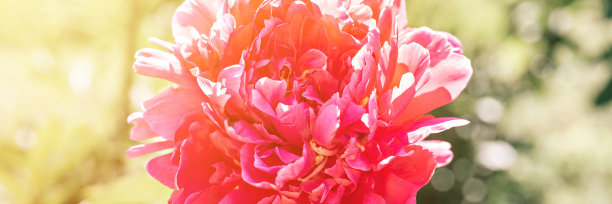 夏日阳光明媚的花园里，粉红色的牡丹花在模糊的绿叶和草的背景下盛开。横幅。耀斑图片下载