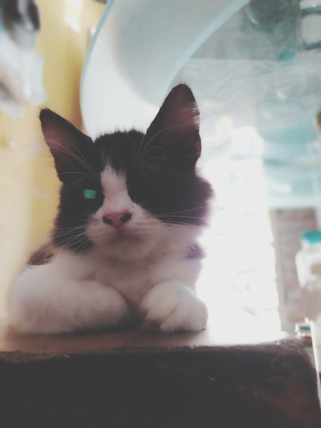 宠物眼睛的特写图片下载