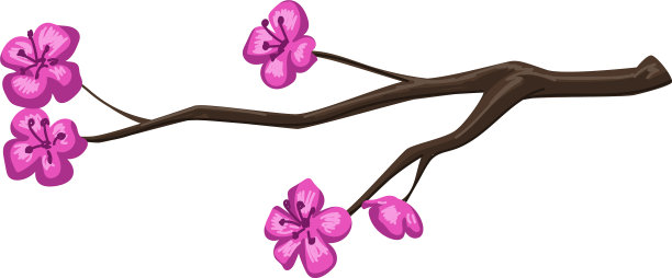 春天的樱花树枝头开满了鲜花图片下载