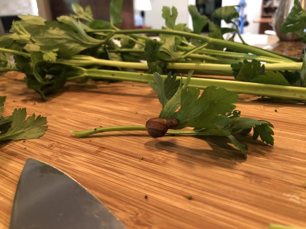 蜗牛在菜园收获的绿色蔬菜叶子上图片下载