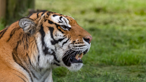孟加拉虎躺在草地上图片下载