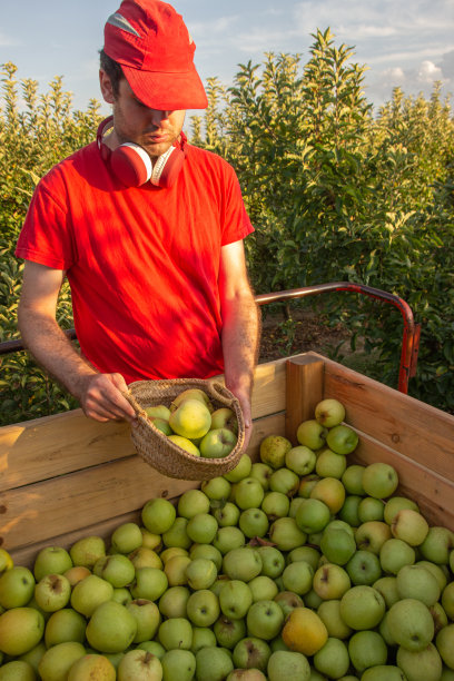 小男孩穿着红衬衫，戴着红帽子，拿着篮子捡苹果，戴着红色耳机听着音乐。图片下载