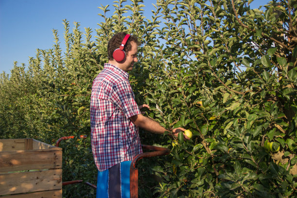小男孩穿着格子衬衫，戴着耳机听着音乐，在种植园里摘苹果。图片下载