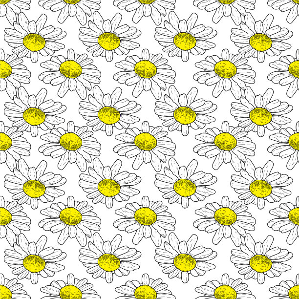 白色背景雏菊花和野生图片下载