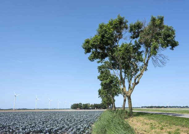 夏天蔚蓝的天空下，维灵格米尔的田野里有红色的卷心菜和树木图片下载