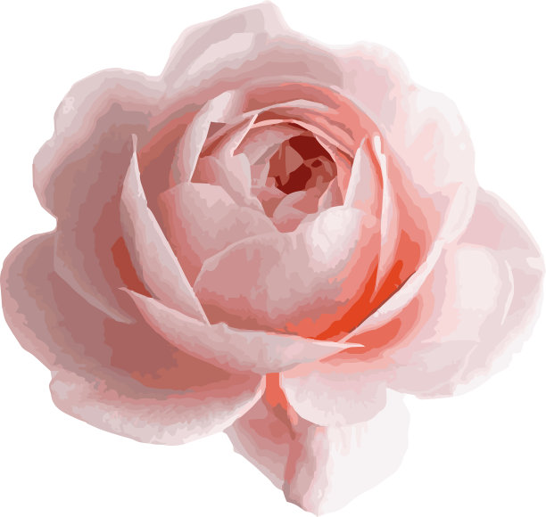 毛茛属植物是一种逼真的牡丹花图片下载