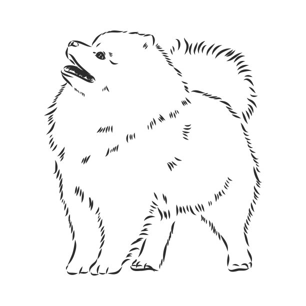 博美犬手绘素描纯种哈巴狗图片下载